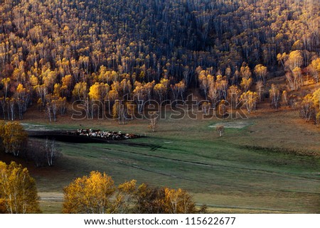 Birch forest in the autumn