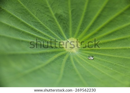 Droplet on lotus leaf (Lotus leaf effect)