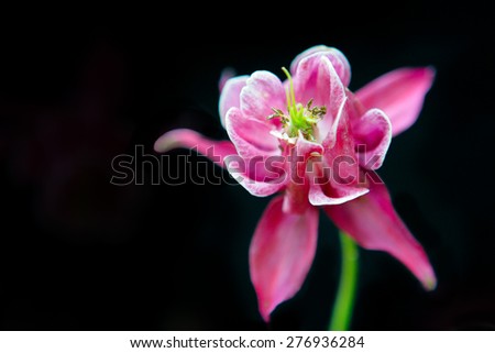 Flower on black background. Pink flower on black background.