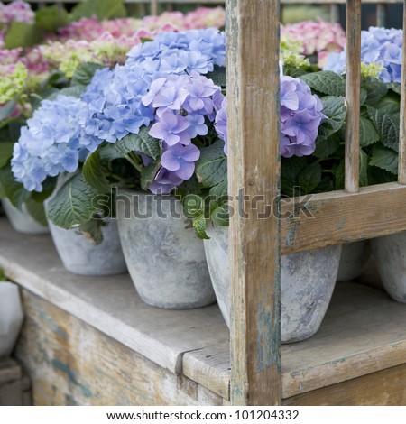  shop . Summer time. Flowers standing on the wood bench - stock photo