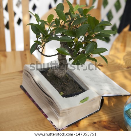 The book is used instead of the flower pot for indoor plant standing on the table.  Ficus benjamina