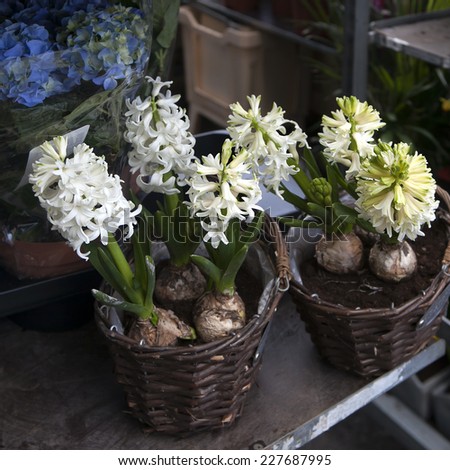 hyacinth plant surrounded by different flowers in flower store