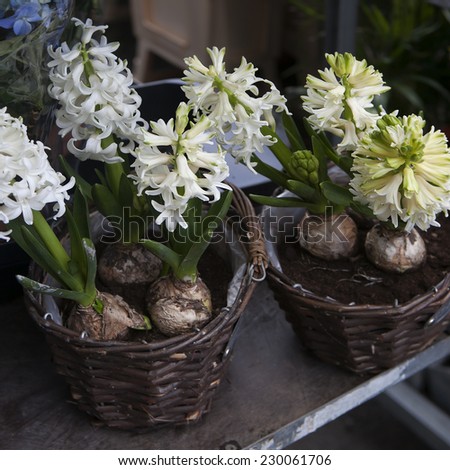 hyacinth plant surrounded by different flowers in flower store