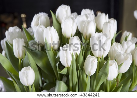 Decoration of the dining table for Valentine\'s Day. White tulip.