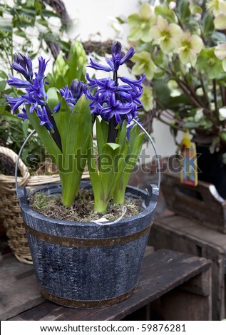 hyacinth in pot in street shop flower