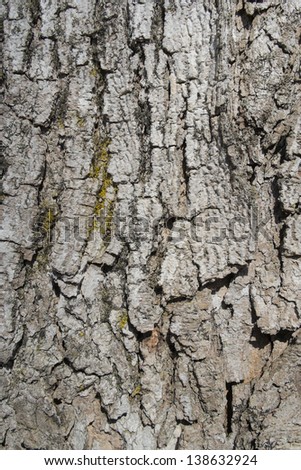 Beautiful oak bark with nice texture. Background or wallpaper.