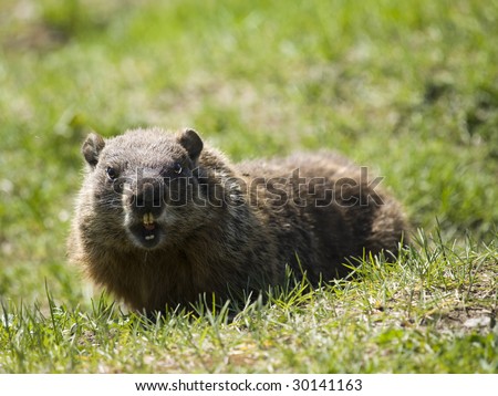 marmot in the wild with is mouth open