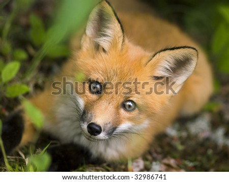 red fox. stock photo : wild red fox