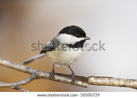 Black capped Chickadee bird on a branch with beautiful orange background. Very shallow depth of field.