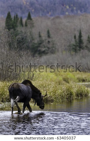 Beautiful moose male in a river from Quebec Canada. Wildlife photography.