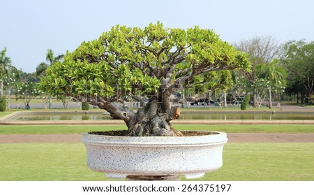 little tree or bonsai in the pot