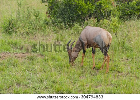 Antelope eat in Africa Savannah