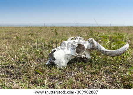 African Buffalo white Skull on green grass with blue sky