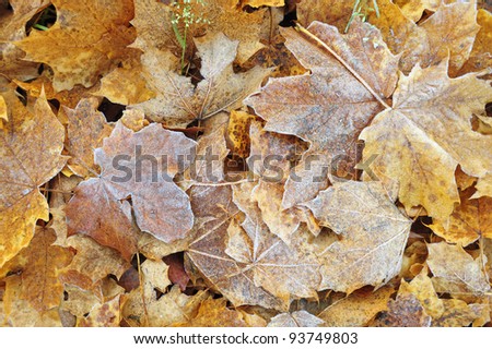 Close-up of dry leaves with rime.