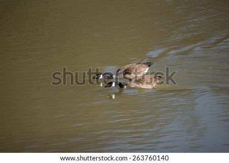 A mated pair of Canada Geese swimming aggressively on a calm body of water.