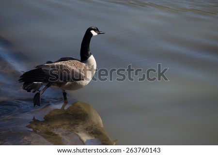 Canada Goose Stretching it\'s leg and wing as it perches on the edge of a body of water on a sunny day.