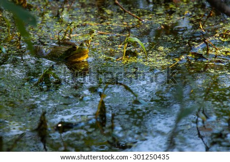 Telephoto shot of a bullfrog staking his claim in a small pond. Male shows dominant coloration because he competes with other males in the pond. Image taken in early morning as the sun ascends.