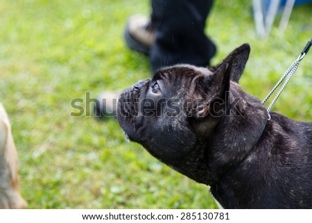 Black French bulldog smelling  dogs and people.