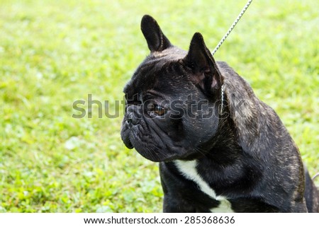 Black French Bulldog sitting on the grass.
