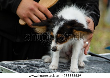 Papillon puppy is scared of a brush.