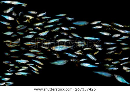 Lot of aquarium fishes
