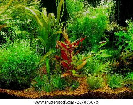 Aquarium plants.
