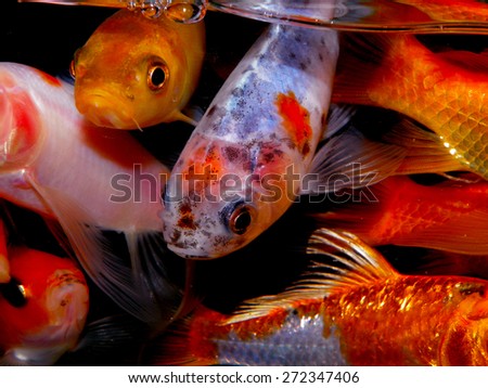 Aquarium fish from Asia. Carassius auratus or Gold fish.