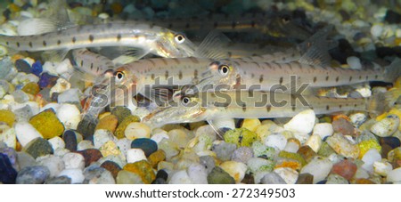 Aquarium fish Acantopsis dialuzona. Horse Face Loach from the Greater Sunda Islands of Sumatra, Borneo and Java plus Peninsular Malaysia and possibly Thailand.