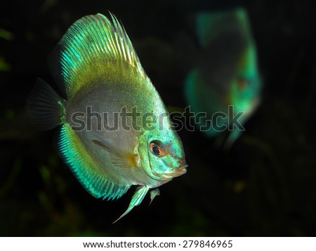 Aquarium fish. Symphysodon eaquifasciatus. Discus fish.