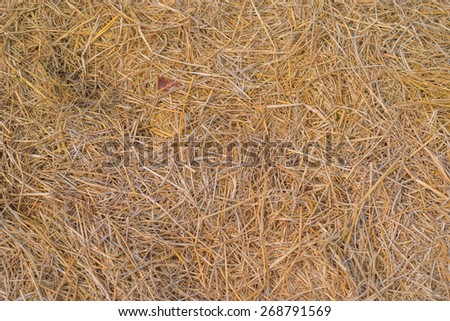 Dry straw macro shot. Background or Texture