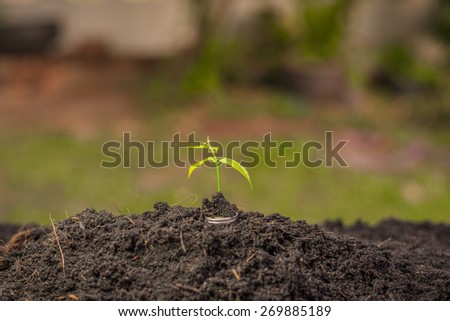 Money, Financial, Business Growth concept, Close-up Of Hand Put Money Coins To Soil