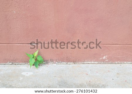 Green plant and concrete background