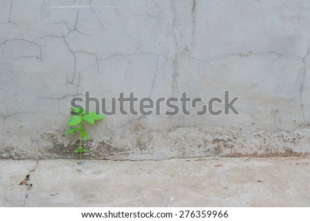 Green plant grow in concrete