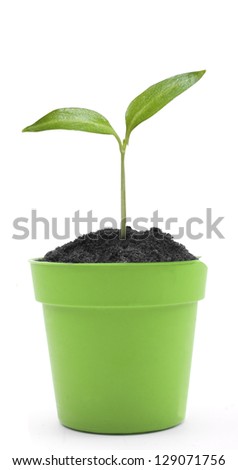 Young plant in pot isolated on the white backgrounds