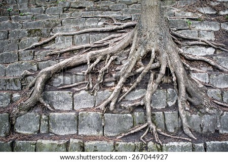 big tree root