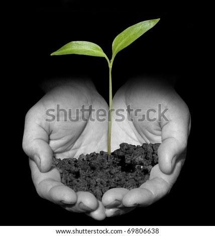 One plant in old male hands on black background