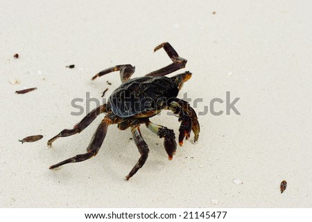 Terrifying big crab on the white sand