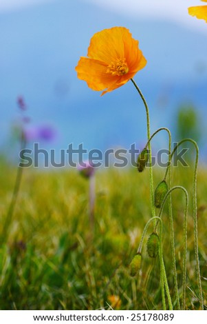 Yellow poppy on the alpine meadow