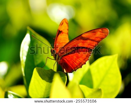 Red butterfly sitting on a leaf with open wings