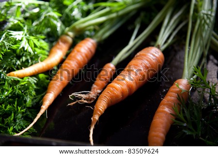 Closeup of fresh carrots on black board