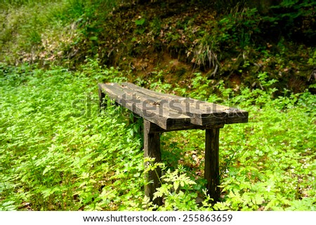 bench in the forest