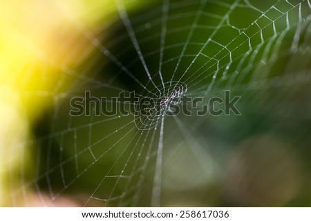 colorful spider web