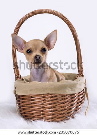 Chihuahua mexican inside a basket