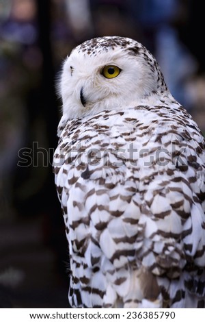 Snowy Owl Yellow Eyes in the forest