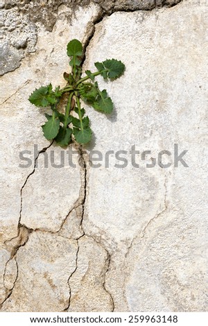 cement wall with a crack, peeling and a plant