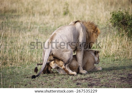 Lion and lioness mating in the Masai Mara park narural (Africa)