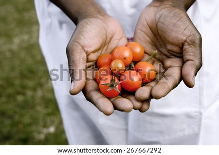 Black woman\'s hands, holding a yellow cherry tomatoes