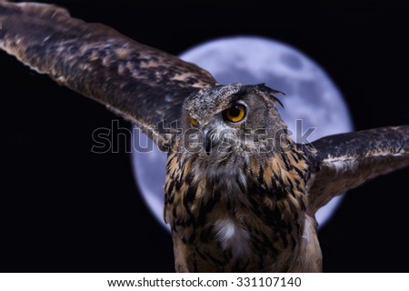 Owl in the night with moon background