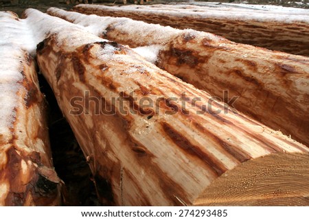 Sawn and planed pine trunks winter