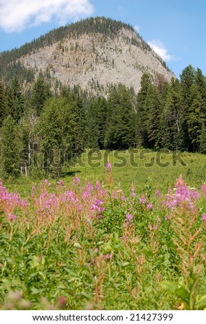 pink mountain flowers